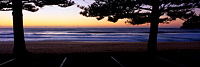 Whale Beach